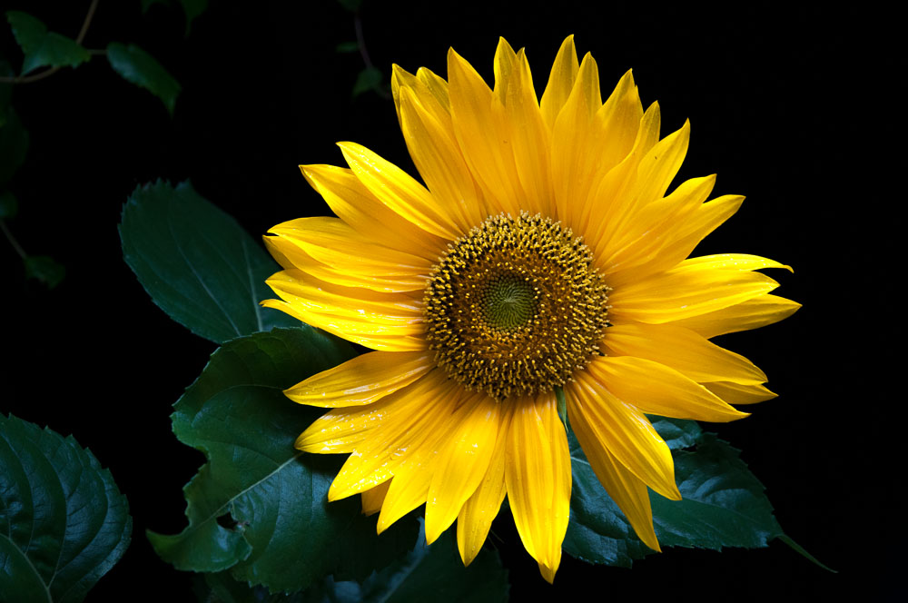 Slunečnice - květ vynikne na tmavém pozadí