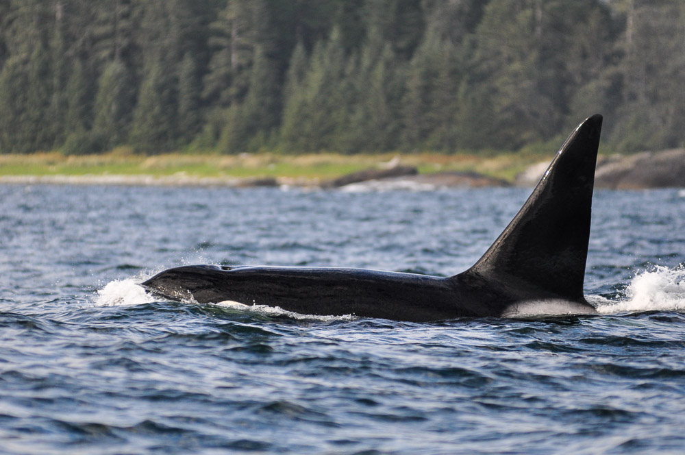 Kosatky u Vancouver Island