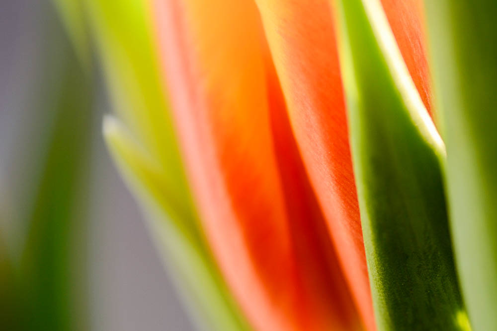 Makro tulipánu