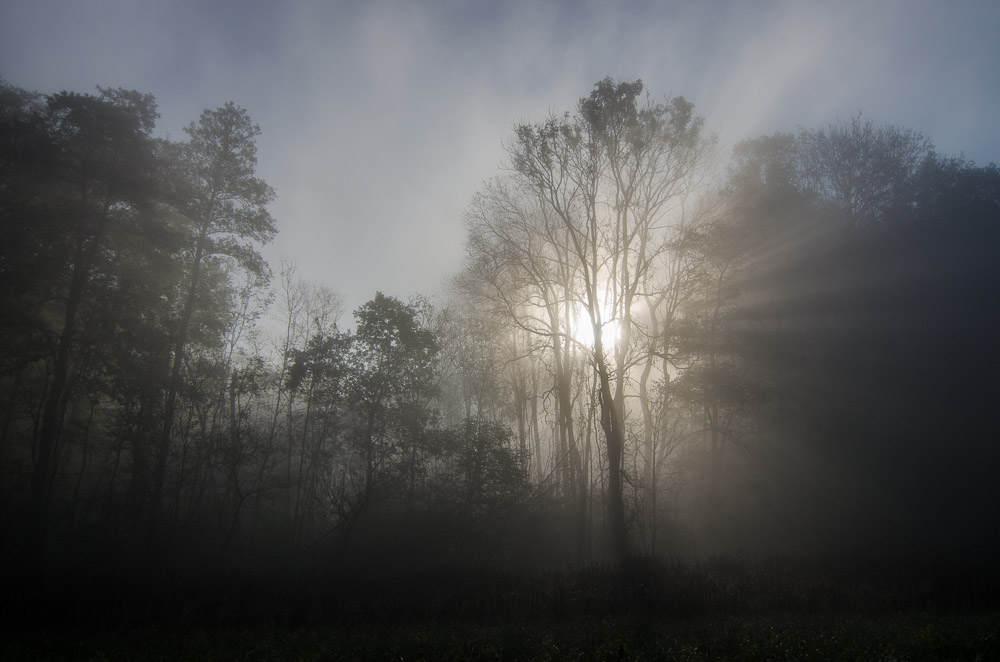 Slunce prosvětluje mlhu skrze stromy- můj oblíbený motiv