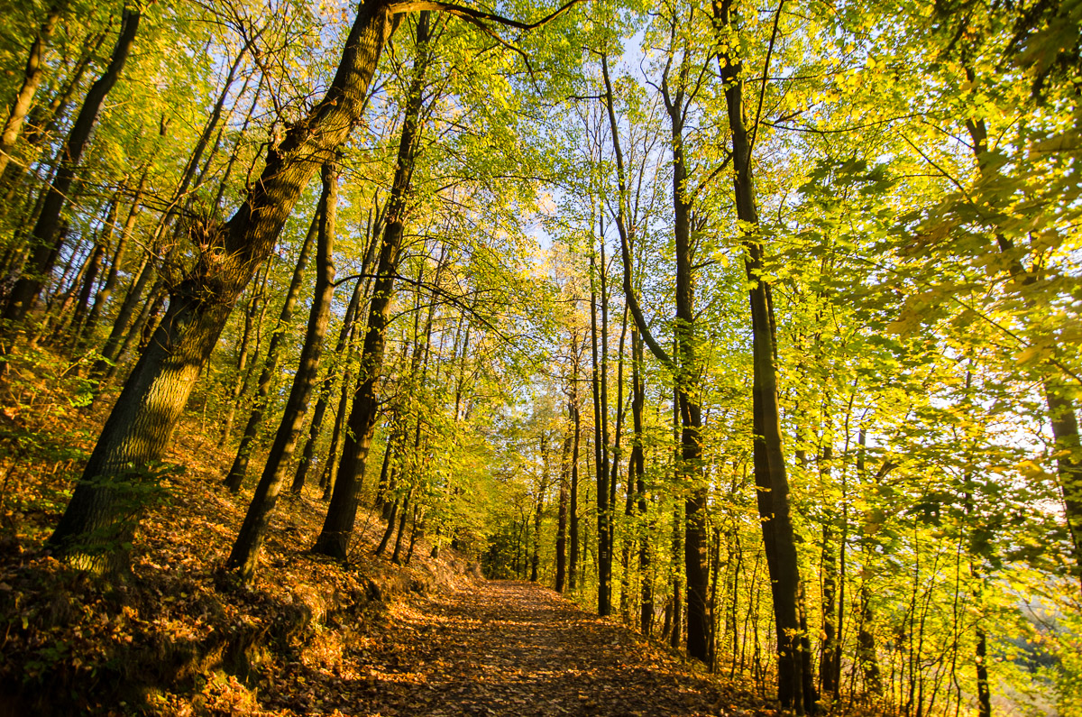 podzimní cesta javorovým lesem