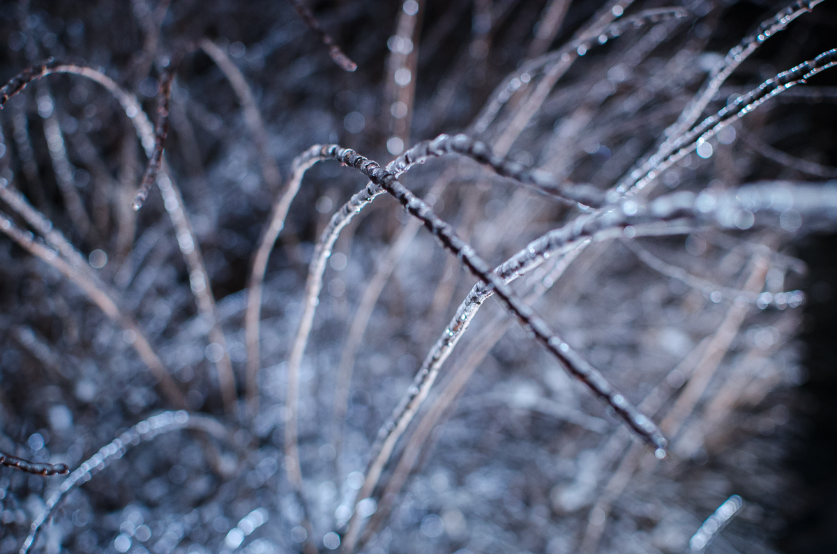 Namrzlý keř - na jeho větvích jsem nafotil pár makrosnímků