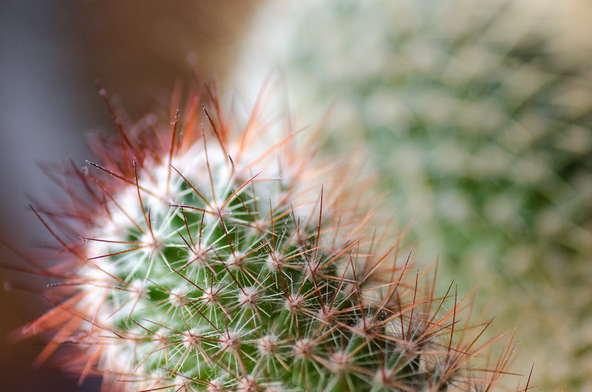 Makro kaktusu - docela nuda, musí se jít mnohem blíže a asi to chce jinou perspektivu...