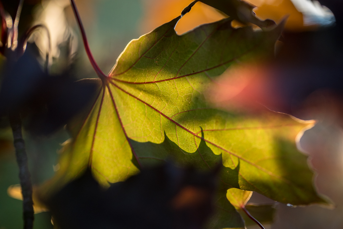 Javorový list v podzimní paletě