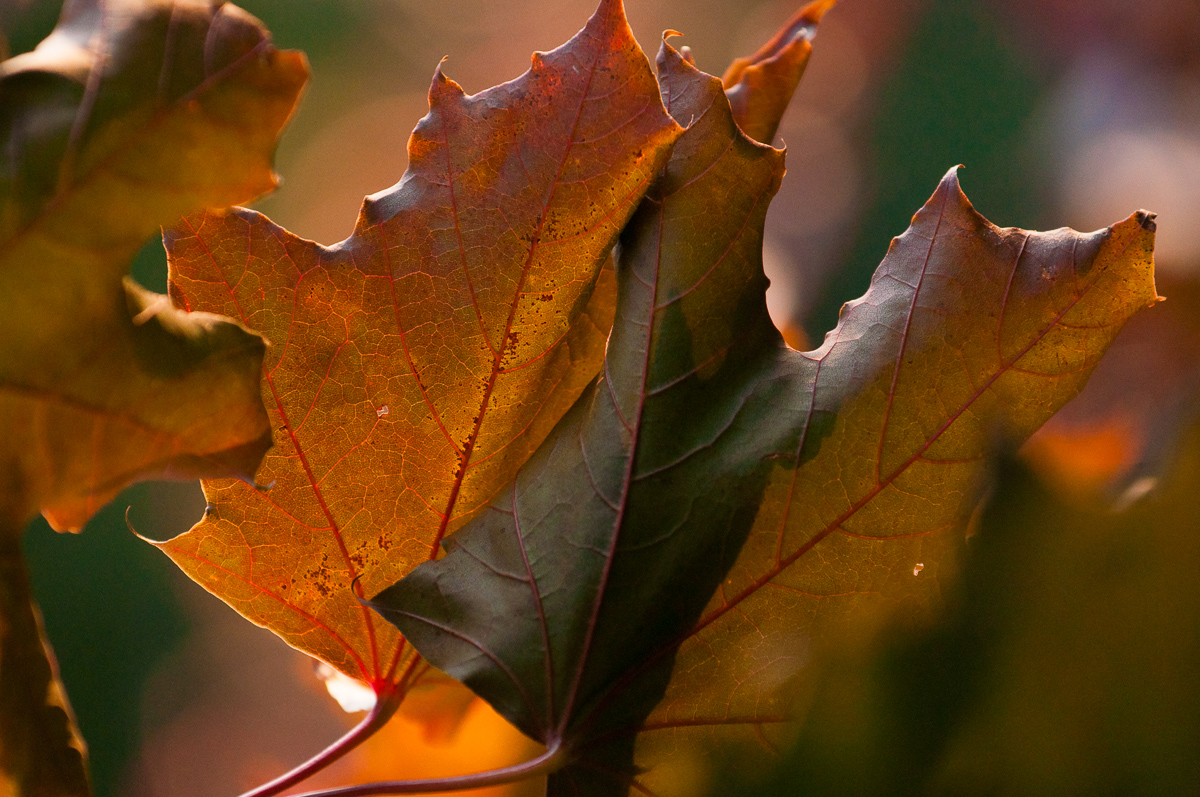 Javorový list v podzimní paletě