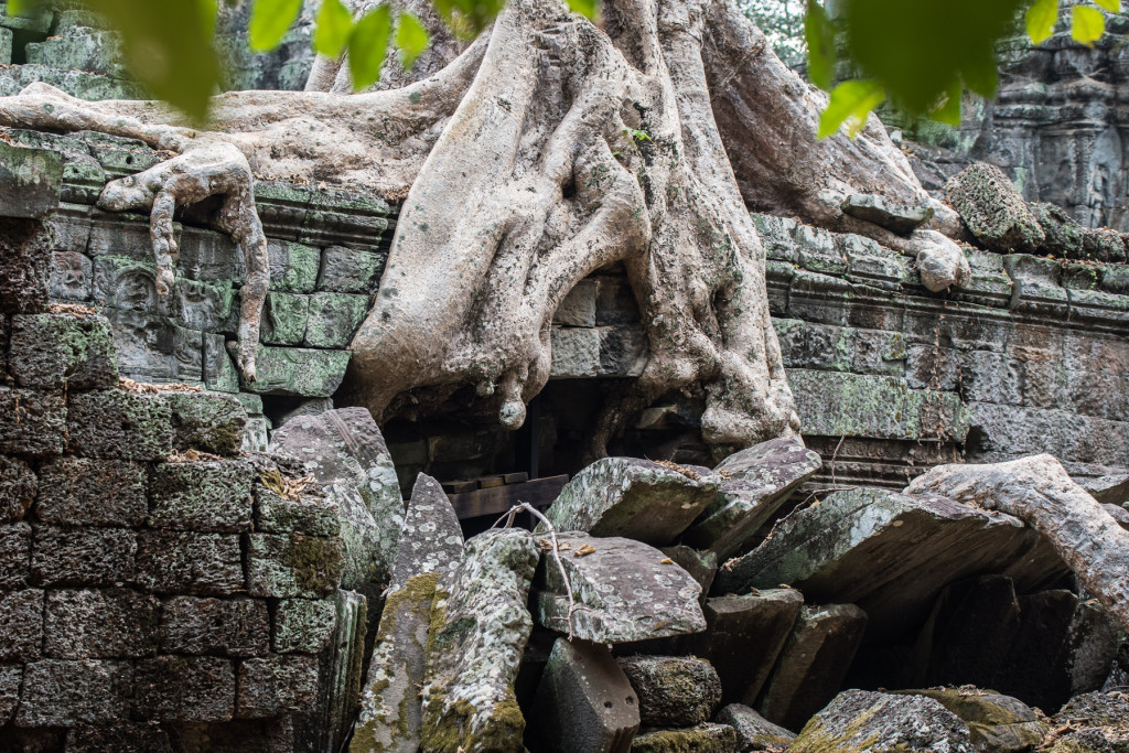 Ta Prohm, Angkor Vat, Kambodža, Cambodia