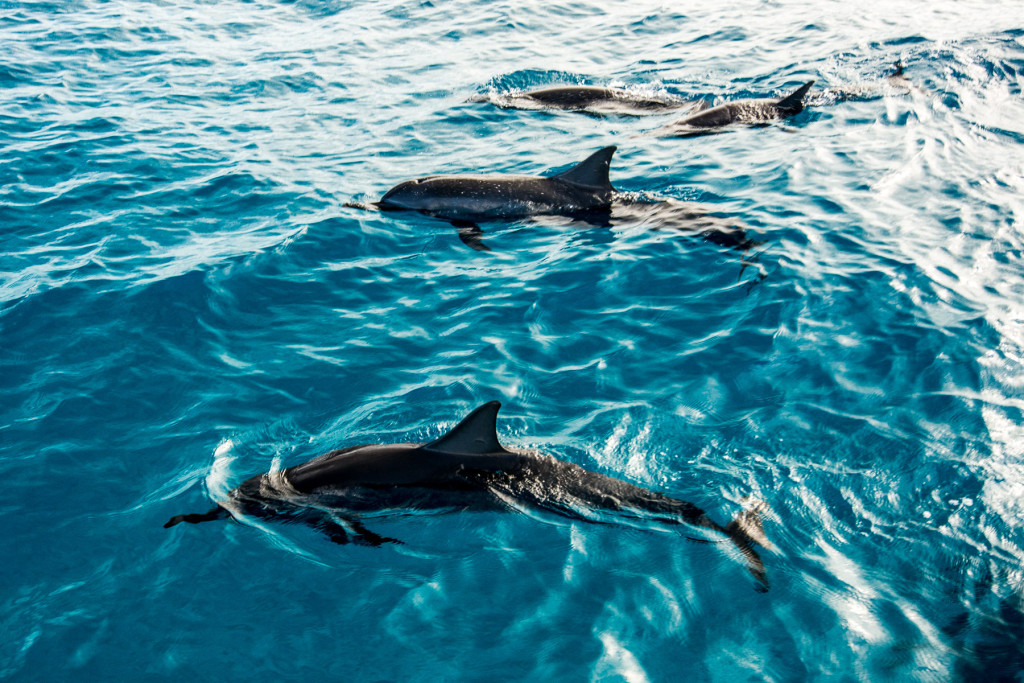 Delfíni-Kauai-Havaj-Hawaii-ostrov-Dolphins