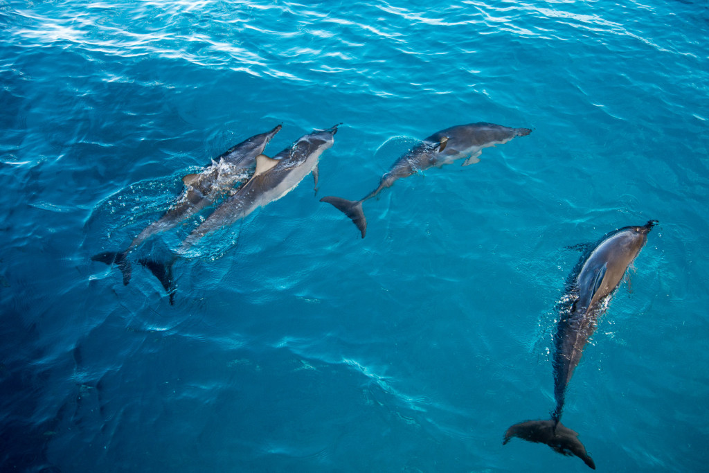 Delfíni-Kauai-Havaj-Hawaii-ostrov-Dolphins