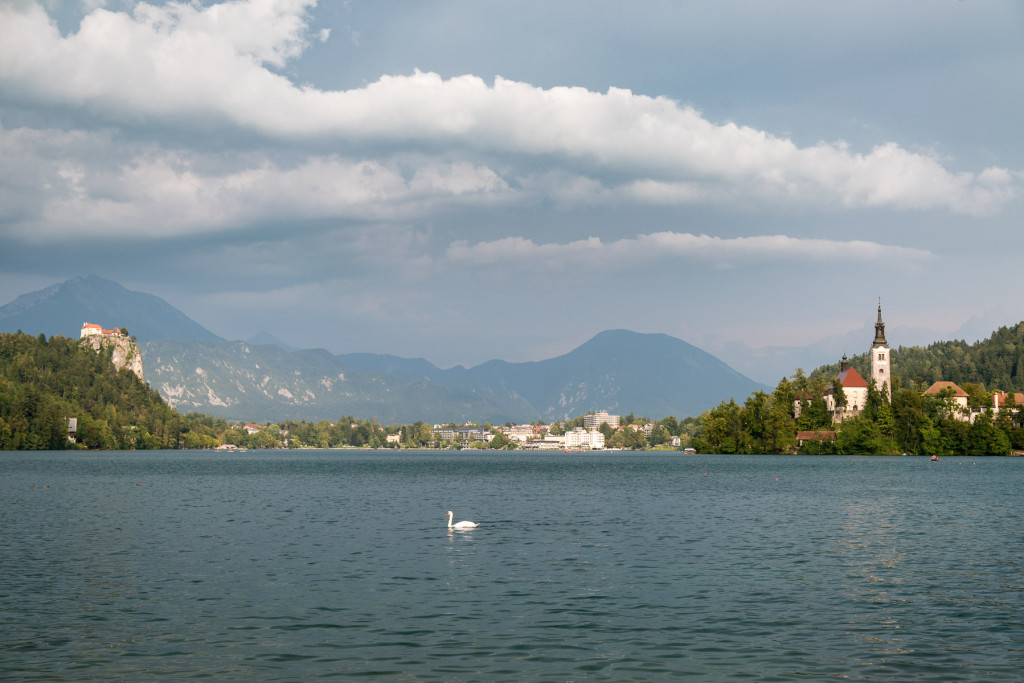 Swan at Bled Lake