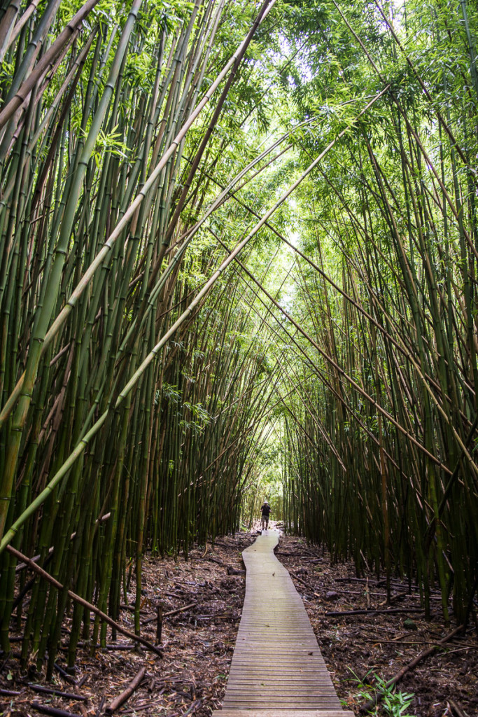 Bambusový les na pěší turistické trase Pipiwain Trail