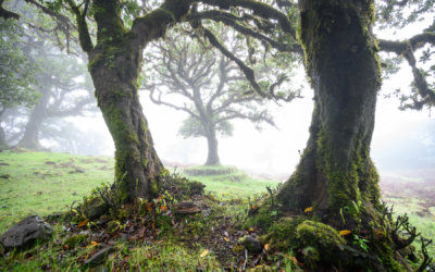 Mlžný les jak z pohádky – Fanal na ostrově Madeira