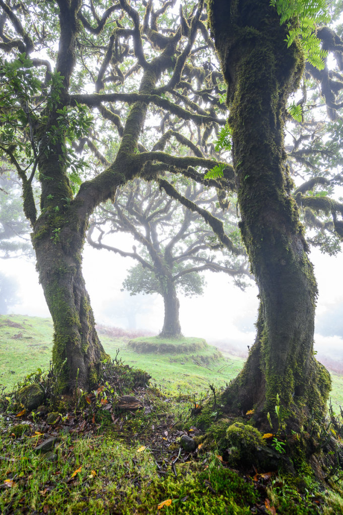 Fanal - mlžný les na Madeiře